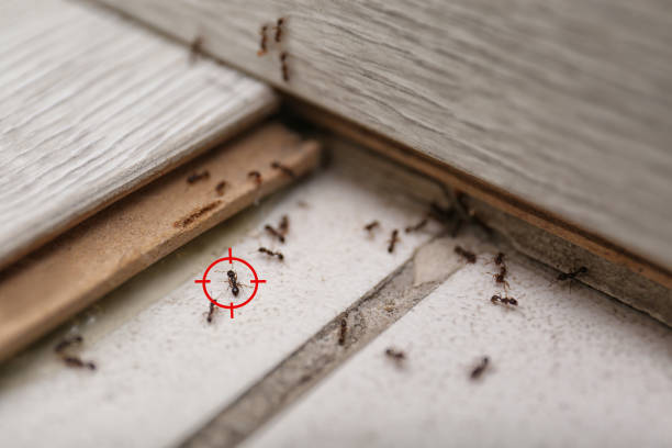 Best Bed Bug Extermination  in Mingo Junction, OH