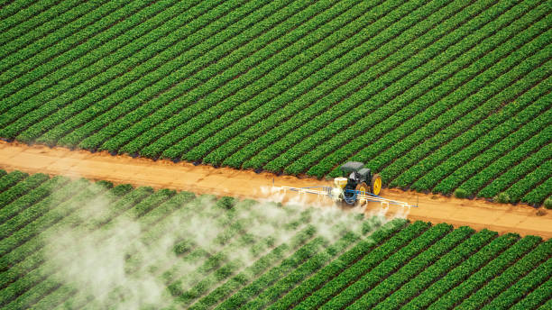 Best Ant Control Services  in Mingo Junction, OH