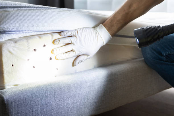 Best Termite Control Services  in Mingo Junction, OH
