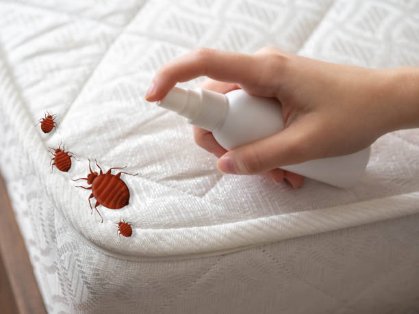 Best Flea Control Services  in Mingo Junction, OH