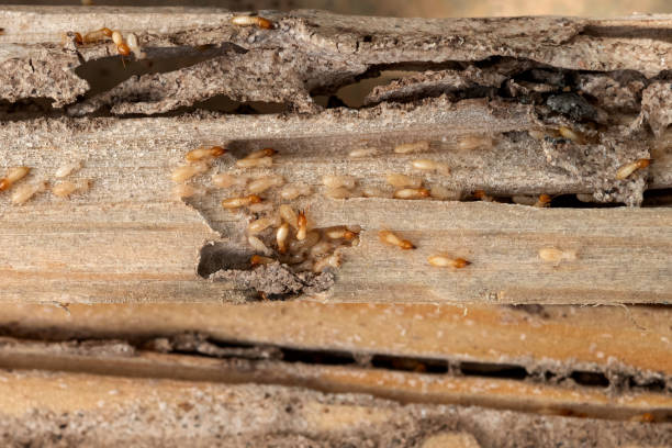 Professional Pest Control in Mingo Junction, OH