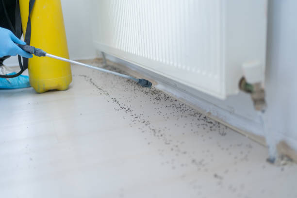 Trusted Mingo Junction, OH Pest Control Experts